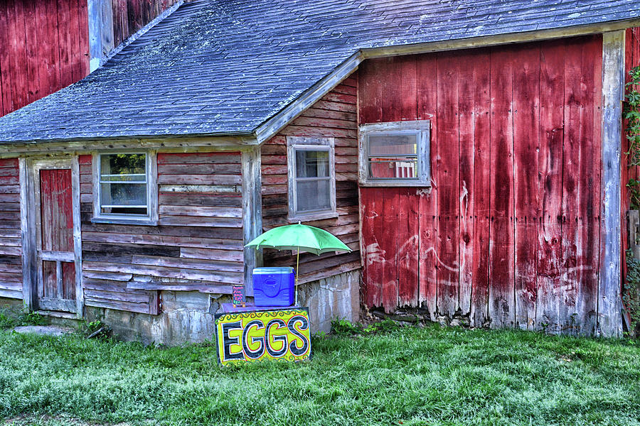 Eggs Photograph by Mike Martin