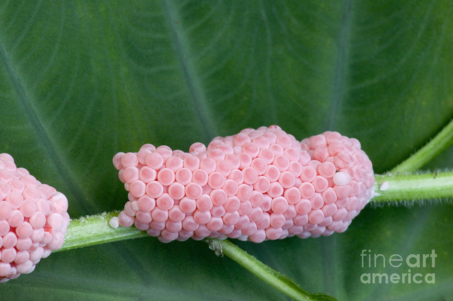 Eggs Of The Channeled Apple Snail Photograph by Inga Spence