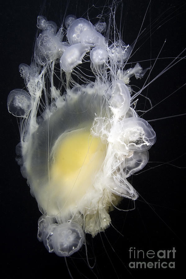 Eggyolk Jellyfish Photograph by Howard Hall