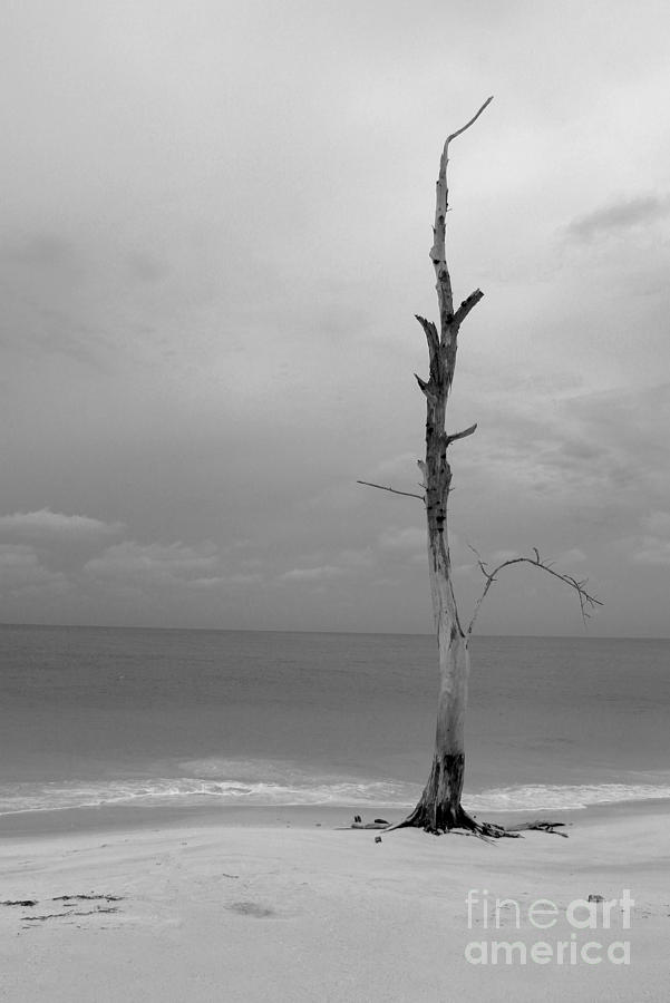 Egmont Dead Tree Photograph by Robert Wilder Jr