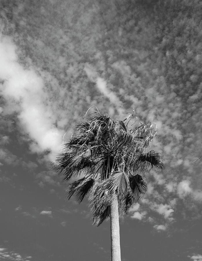 Egmont Palm Tall Photograph by Robert Wilder Jr