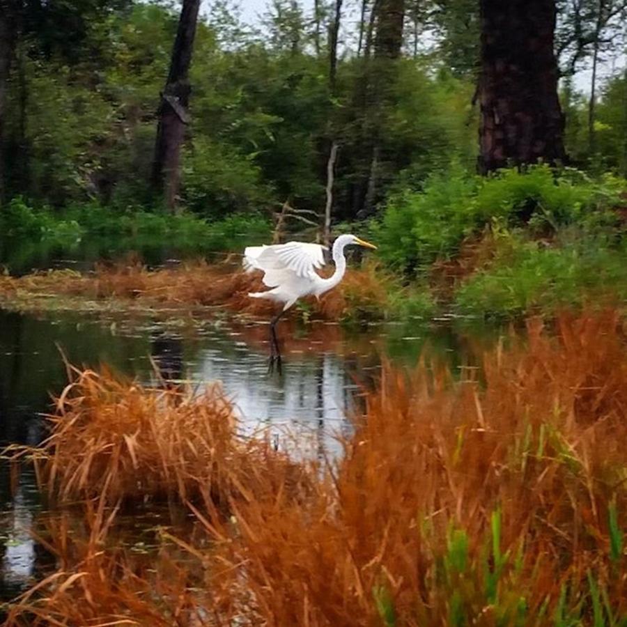 Nature Photograph - Egret :0) #bird #egret #animal by Karen Breeze