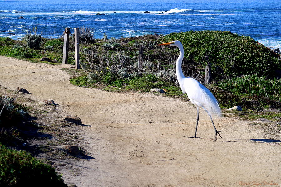 Egret 01 31 17 Walk This Way Photograph by Joyce Dickens