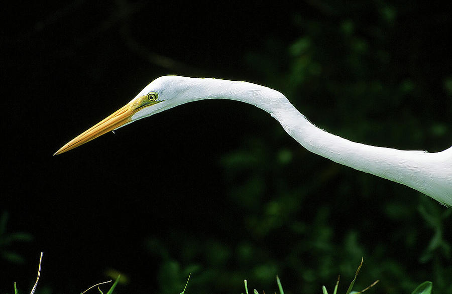Egret 1 Photograph by Ted Keller