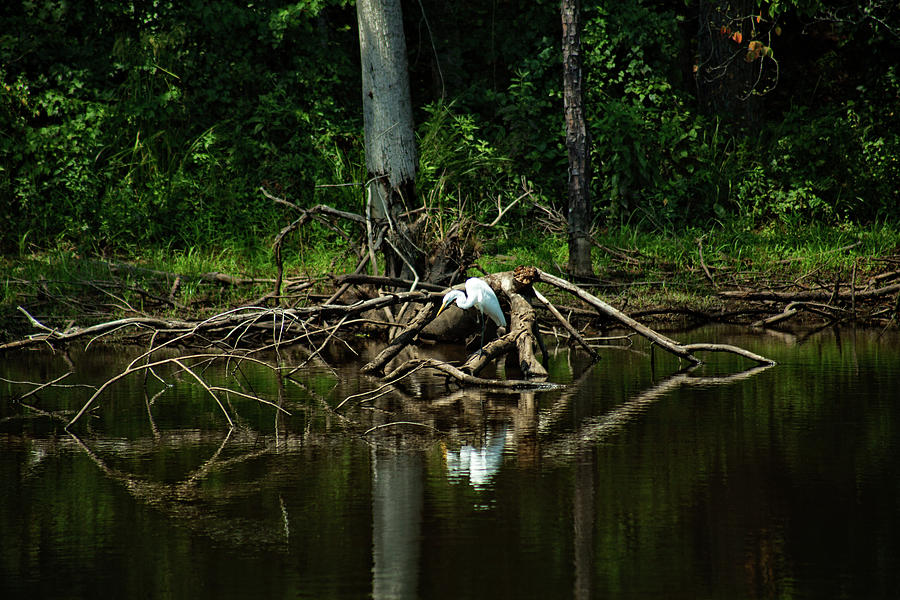 Egret 2 Photograph by Ayesha  Lakes