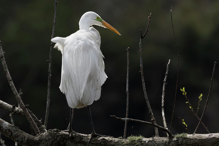 Egret 29 Photograph by Kristopher Bedgood Fine Art America