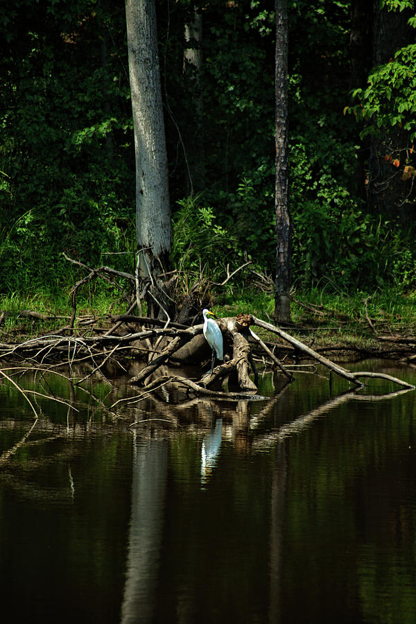 Egret 3 Photograph by Ayesha  Lakes