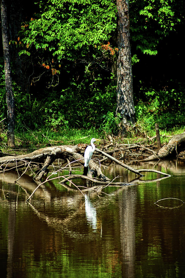 Egret 5 Photograph by Ayesha  Lakes