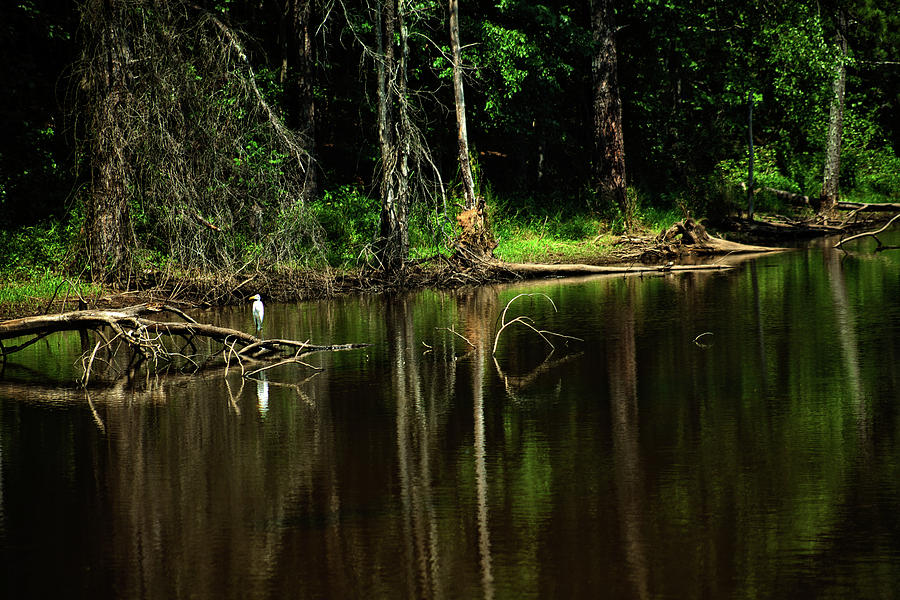 Egret 6 Photograph by Ayesha  Lakes