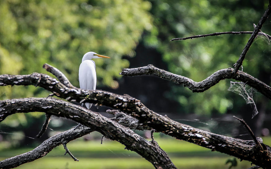 Egret Able Photograph by Ray Congrove