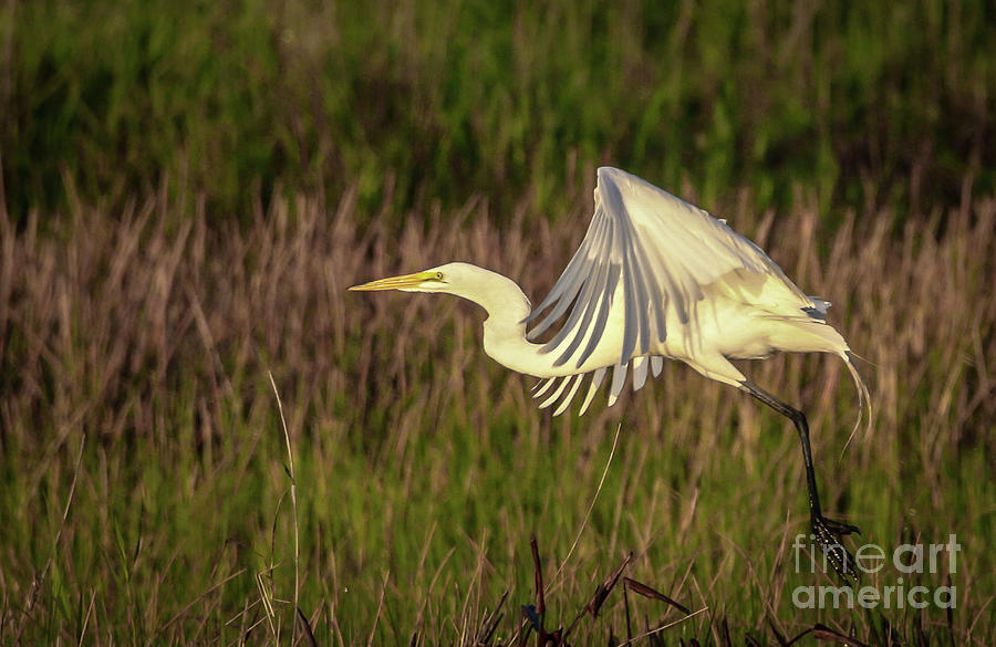 Egret After Take-Off Photograph by Tom Claud