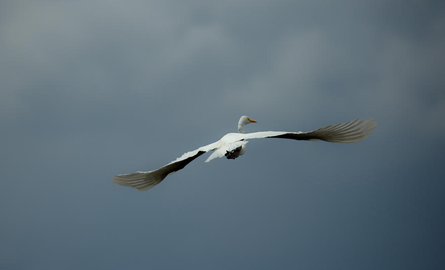 Egret Airlines Takeoff Photograph by Josephine Buschman