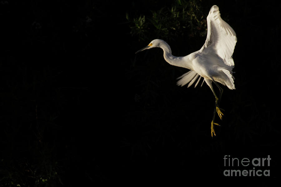 Egret amongst the shadows  Photograph by Ruth Jolly