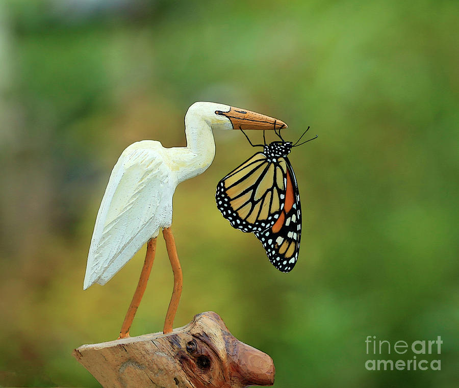 Egret and Butterfly Photograph by Luana K Perez