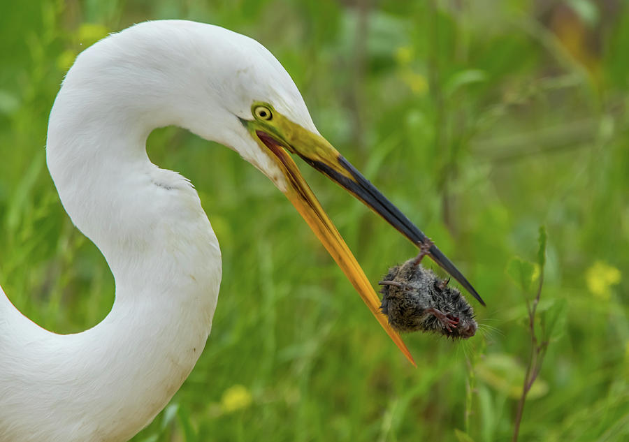 Egret and Mouse Photograph by Marc Crumpler