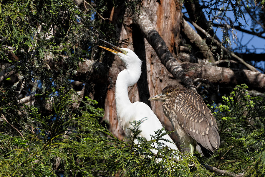 Egret and Night Heron in a Redwood Photograph by Kathleen Bishop