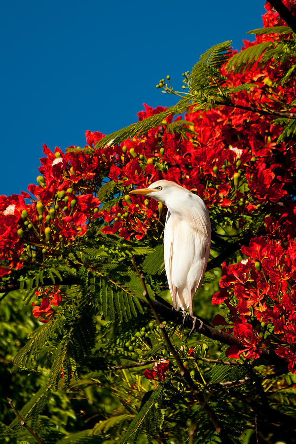 Egret and Poinciana Tree Photograph by Roger Mullenhour