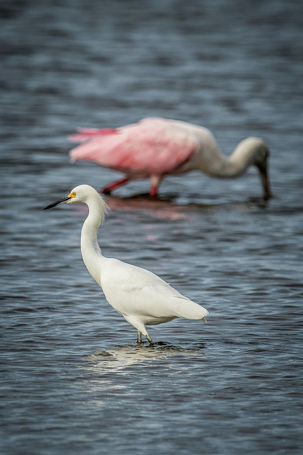 Egret And Spoonbill Photograph by Paul Freidlund