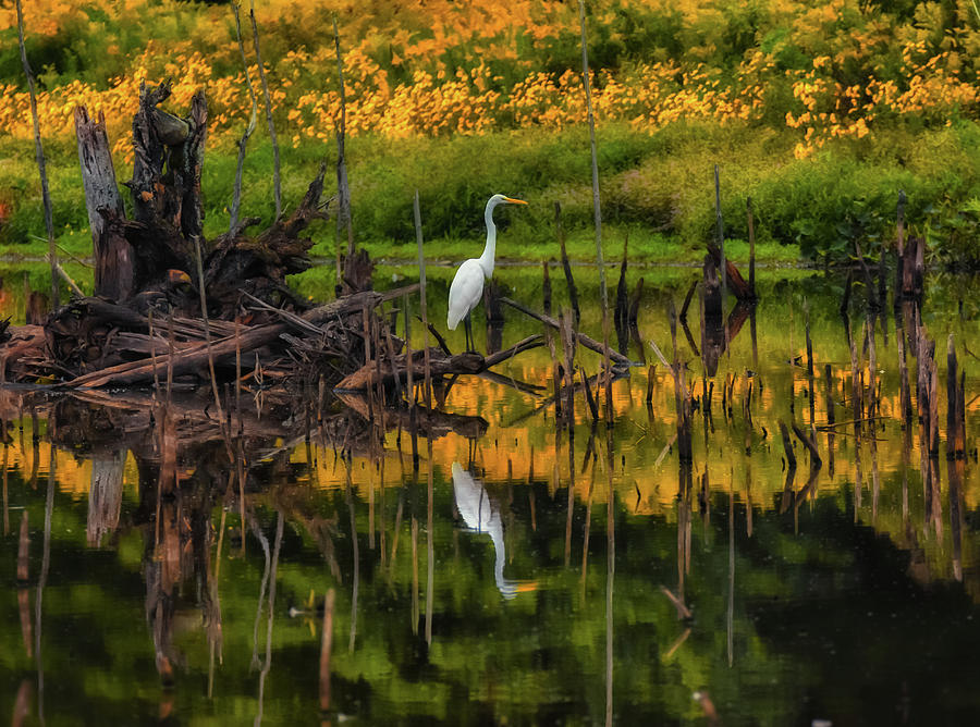 Egret Art by Richard Kopchock Egret Art by Richard Kopchock