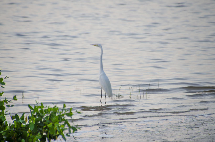 Egret at Crystal Beach Florida Photograph by Bill Cannon