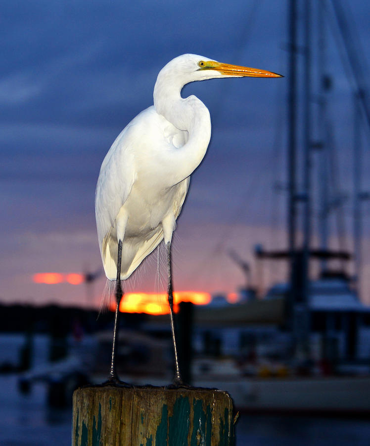 Egret at the Docks Photograph by David Lee Thompson