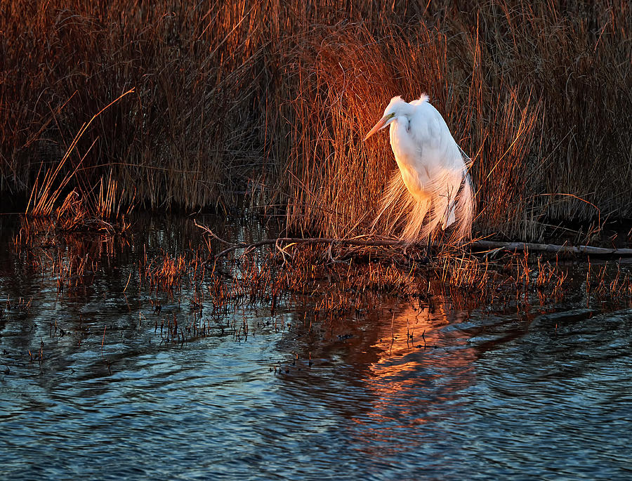 Egret at Last Light Photograph by Bill Chambers