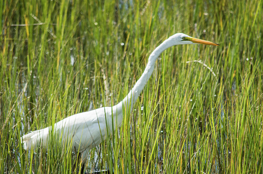 Egret At Shem Creek Photograph by William Shackelford Egret At Shem Creek Photograph by William Shackelford