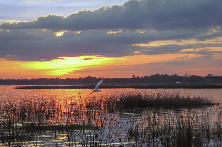 Egret at sunset Photograph by Zina Stromberg