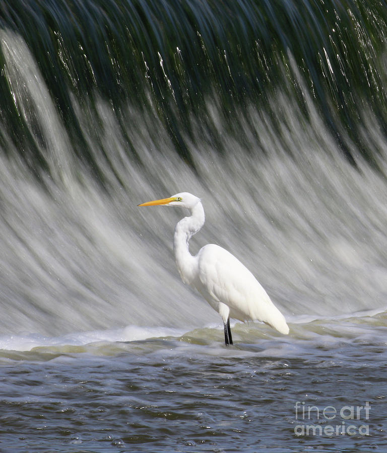 Egret at the Dam 3106 Photograph by Jack Schultz