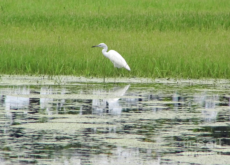 Egret At The Pond Photograph by D Hackett