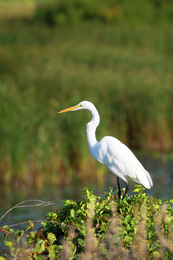 Egret at the River Photograph by Linda Kerkau | Fine Art America