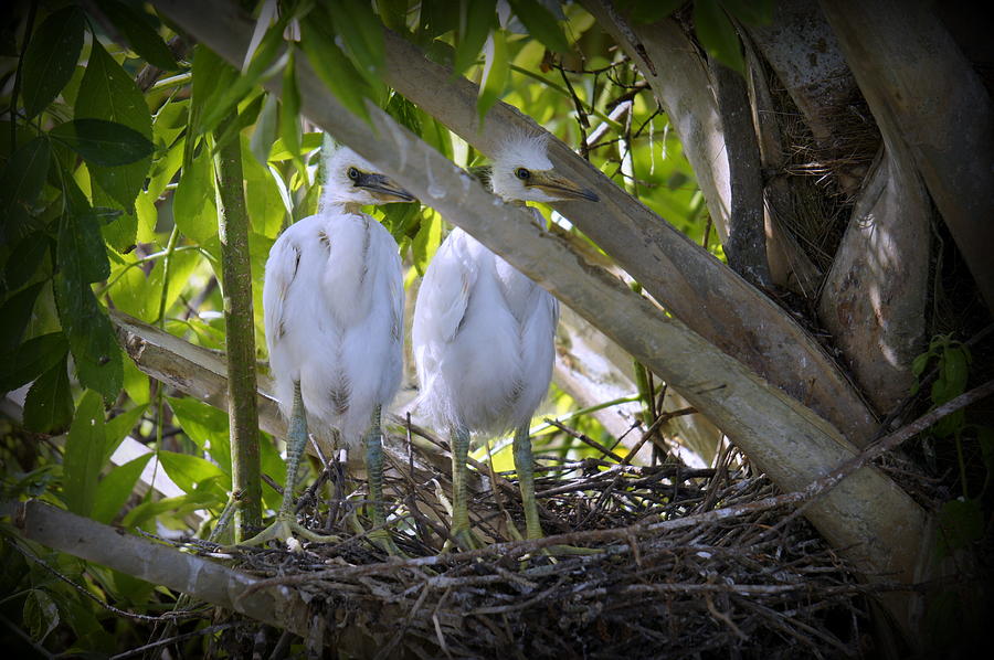 Egret Babies Photograph by Laurie Perry