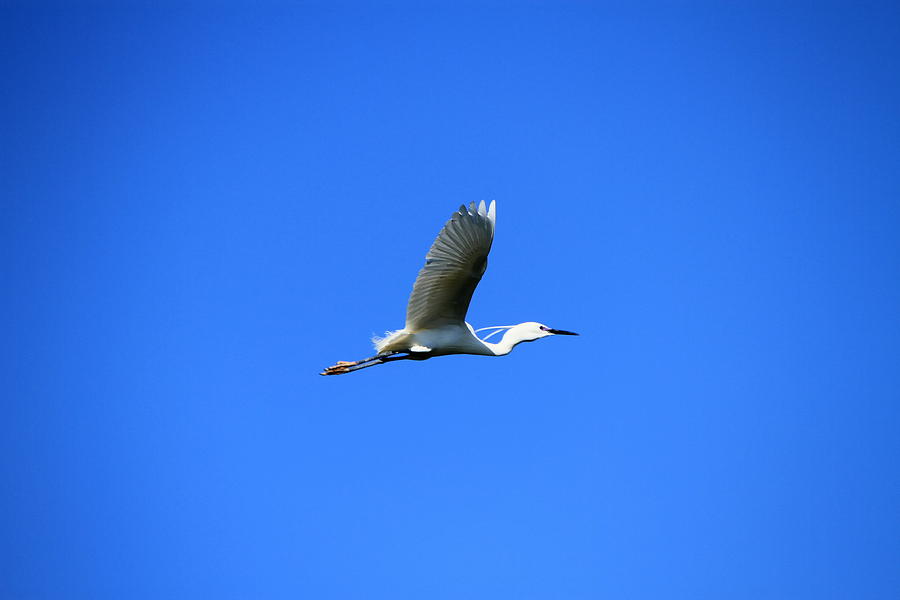 Egret bird flying Photograph by Elenarts - Elena Duvernay photo