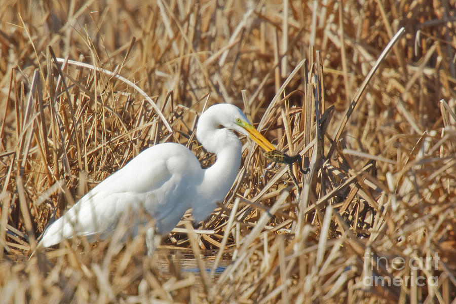 Egret Breakfast Photograph by Natural Focal Point Photography