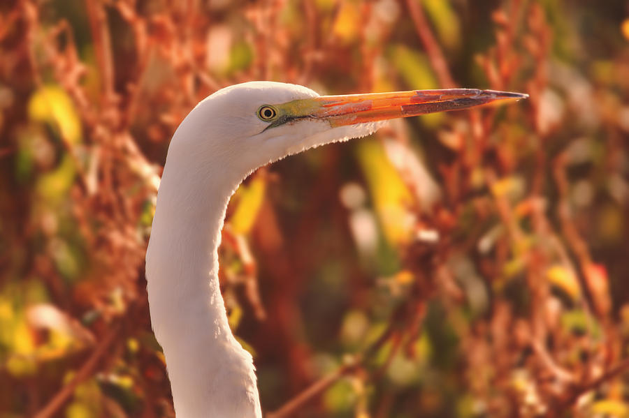 Egret  Photograph by Brian Cross