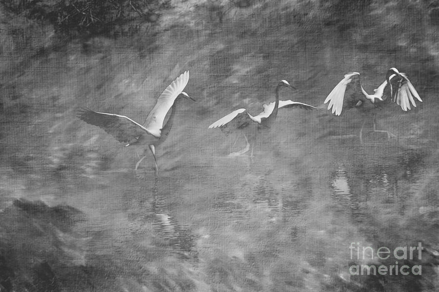 Egret  Bw Photograph by Judy Wolinsky