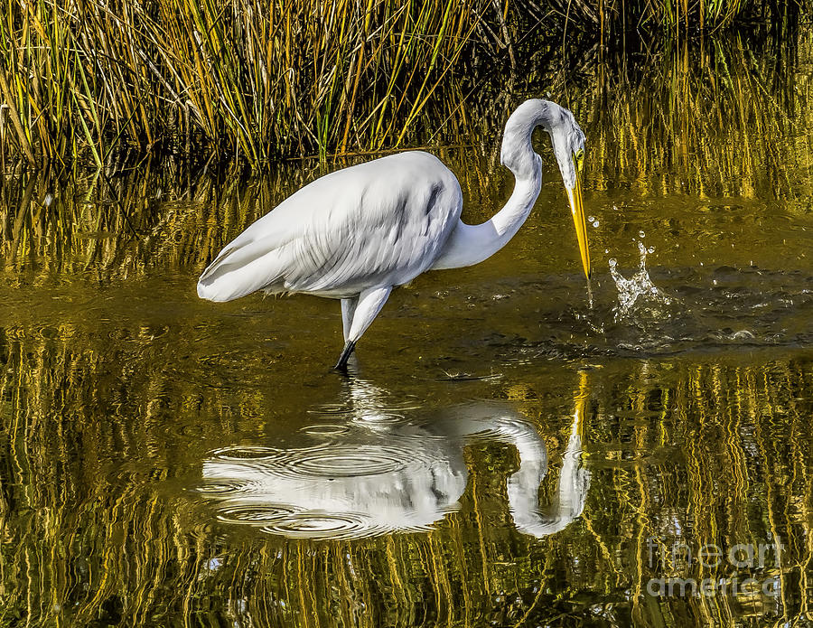 Egret by the Water Photograph by Nick Zelinsky Jr