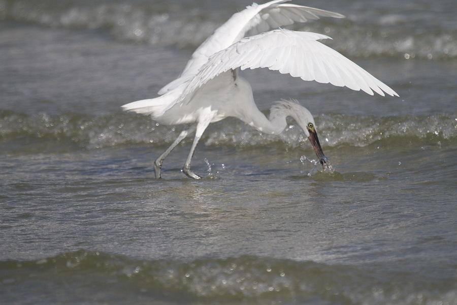 Egret Catching A Fish Photograph by Abitha Sundararajan | Fine Art America