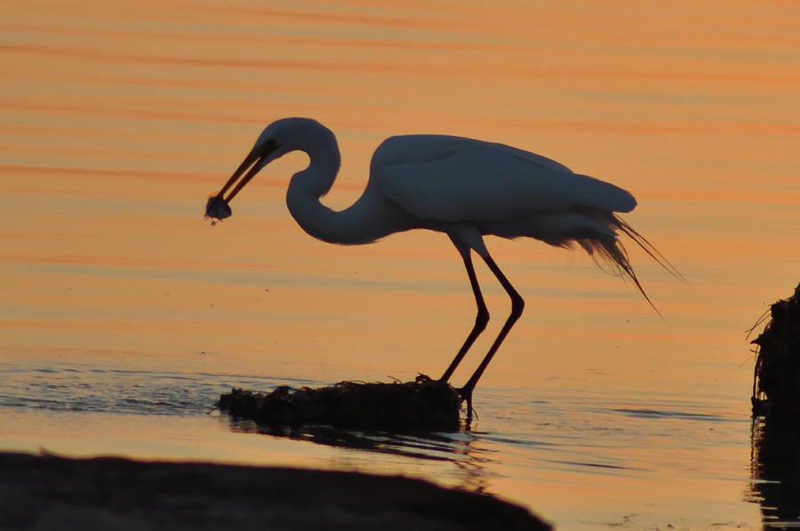 Egret Catching Breakfast - Florida Photograph by Bill Cannon