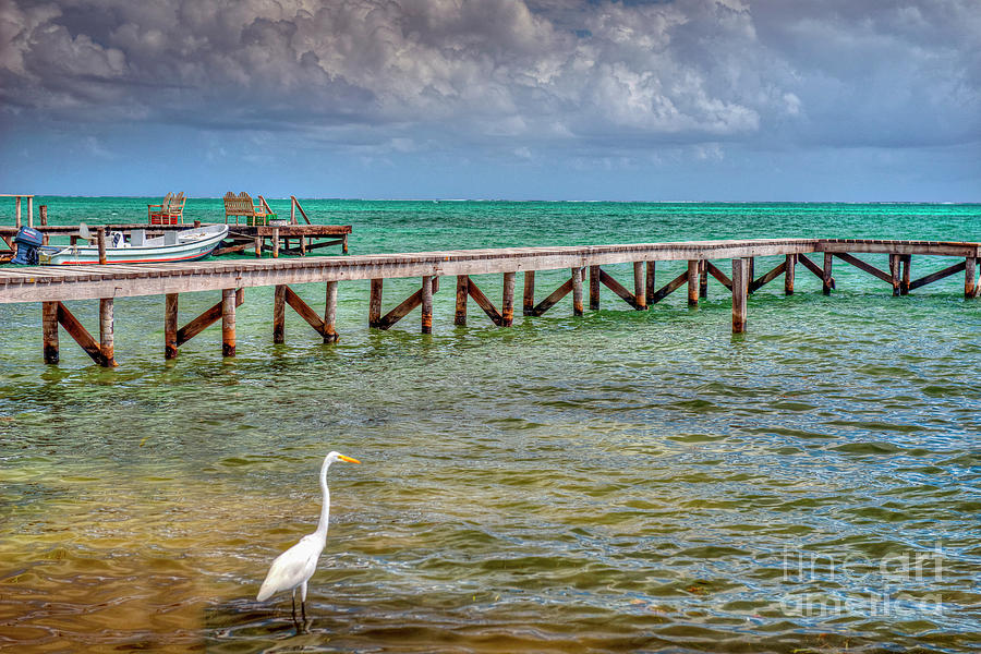 Egret Caye Caulker Belize  Photograph by David Zanzinger