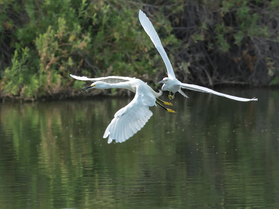Egret Chase Photograph by Tam Ryan