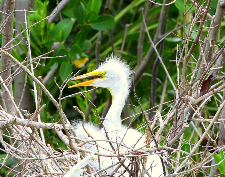 Egret Chick in the Nest Photograph by Sean Allen