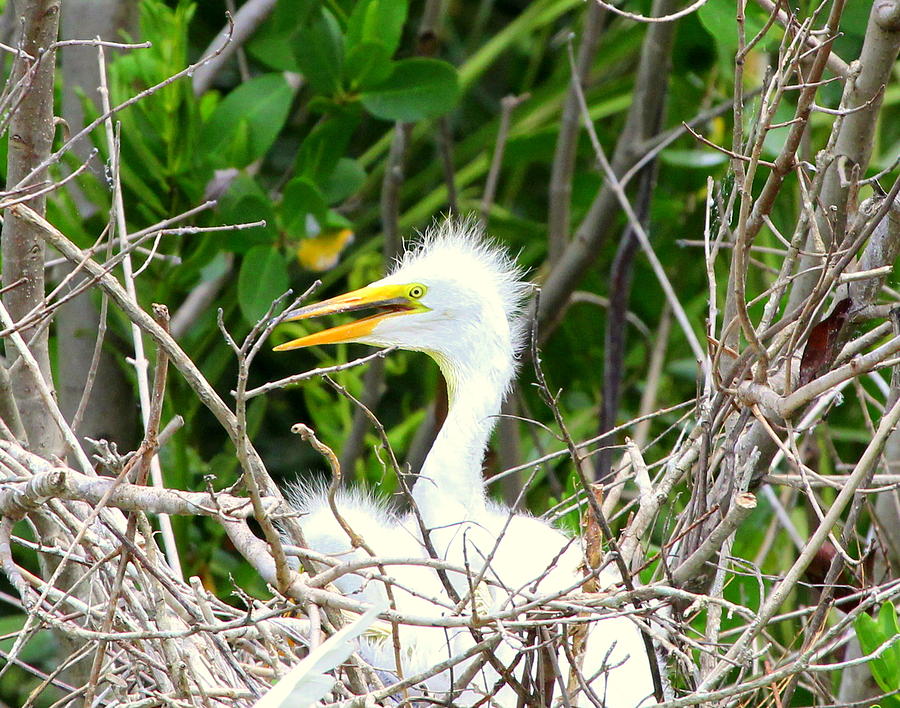 Egret Chick in the Nest Photograph by Sean Allen | Fine Art America