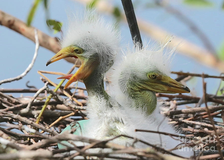 Egret Chicks in Nest with Egg Photograph by Carol Groenen