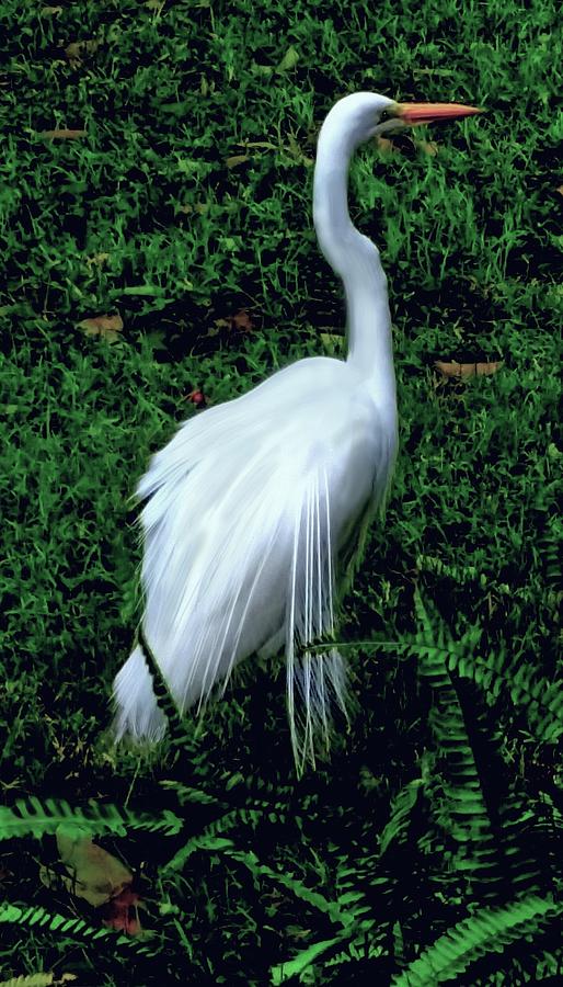 Egret Painting by Christine Fournier