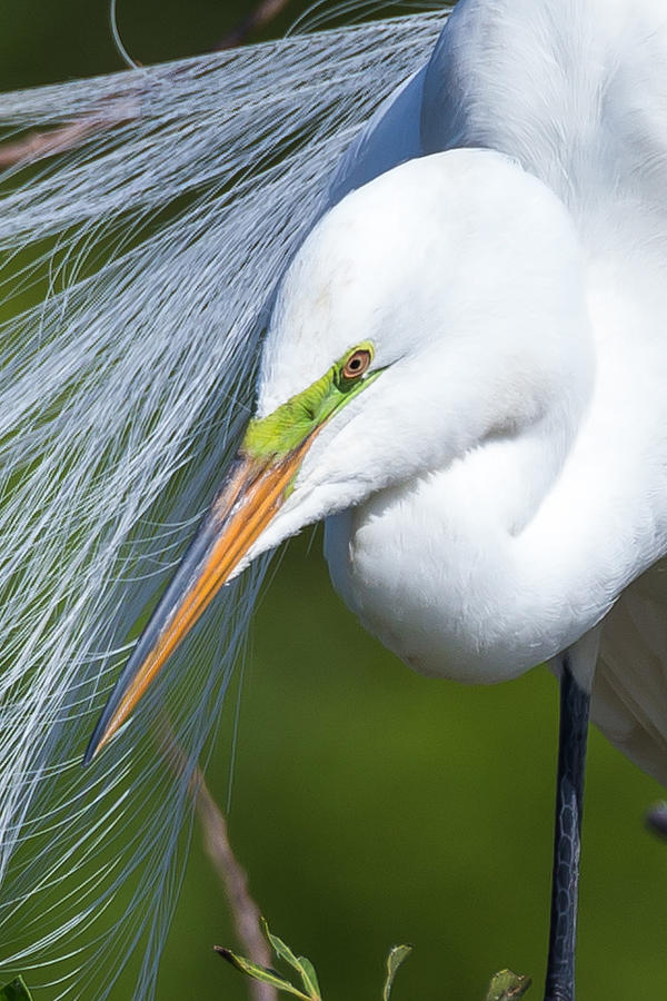 Egret Close Up Photograph by Paul Schultz