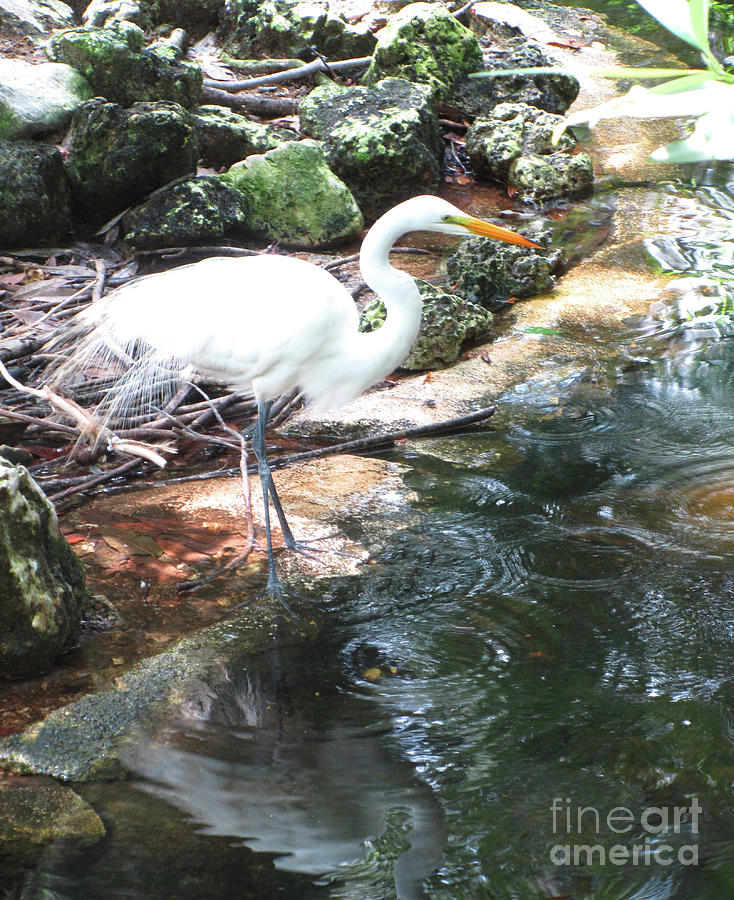 Bird Photograph - Egret Creek by Sharon Nelson-Bianco
