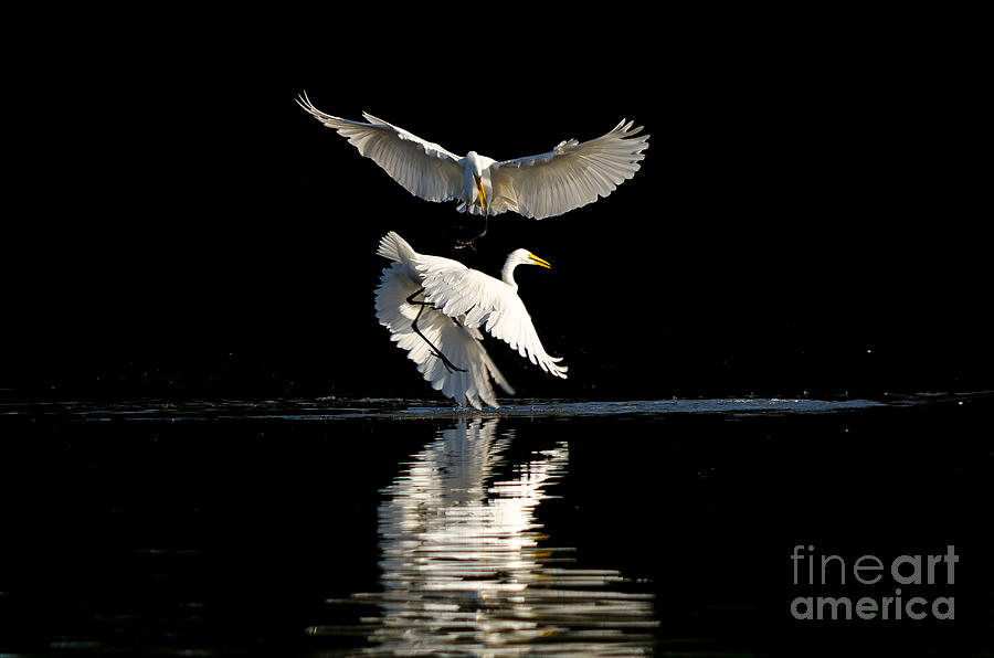 Action Photograph - Egret Dance by Emily Bristor Action Photograph - Egret Dance by Emily Bristor