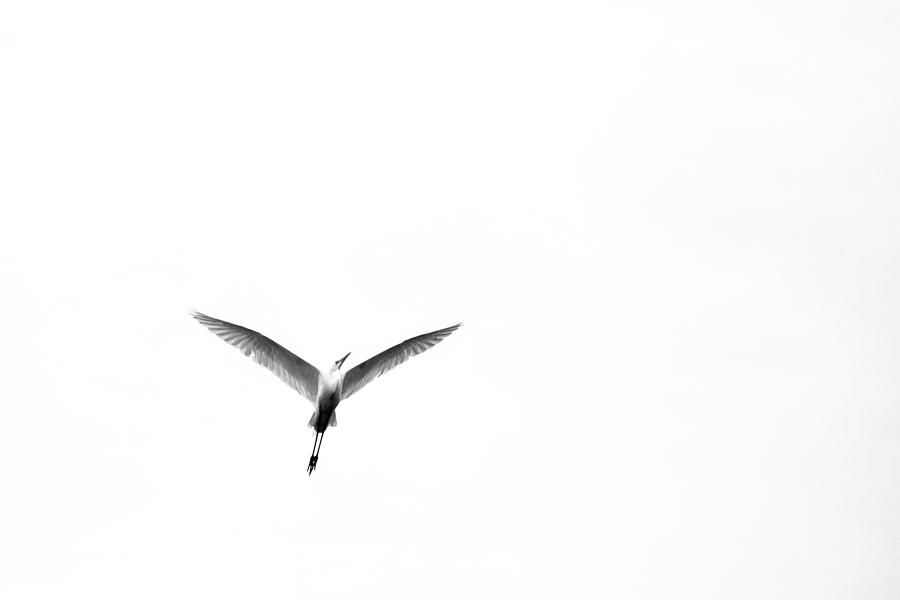 Egret Photograph by Davorin Mance