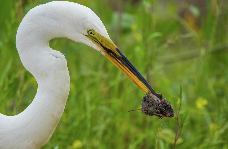 Egret Eating a Morning Snack Photograph by Marc Crumpler